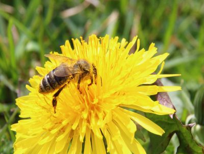 Abeille